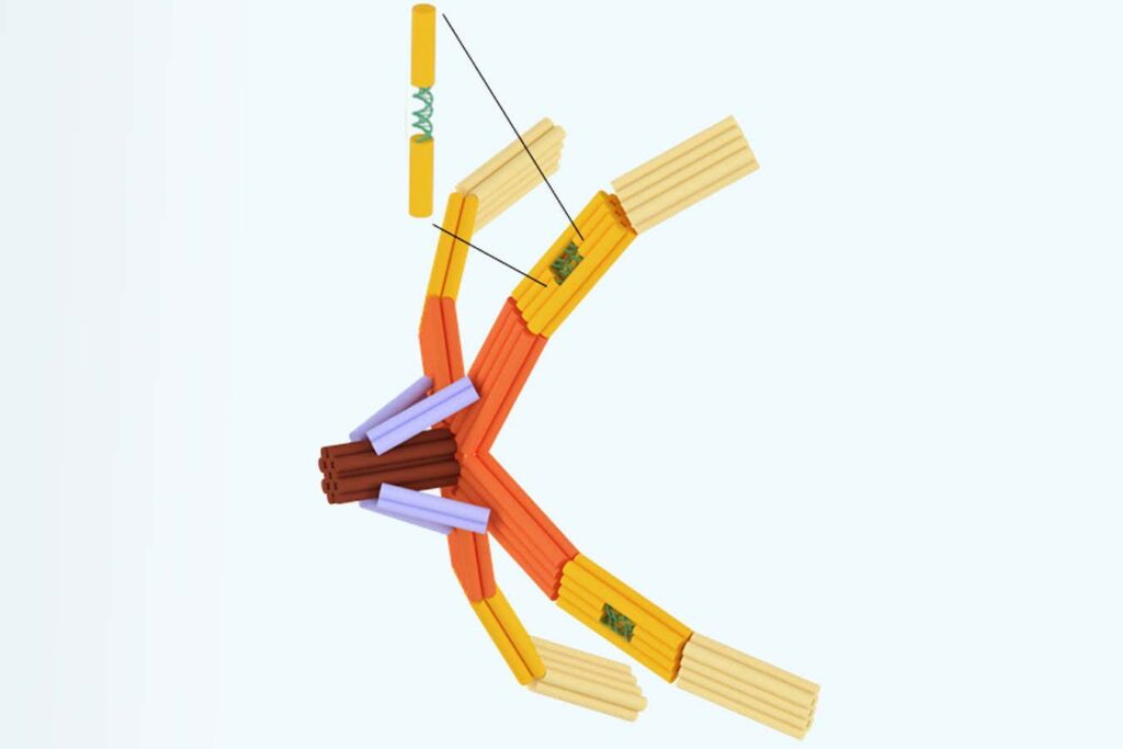 Nanoscale robotic ‘hand’ made of DNA could be used to detect viruses