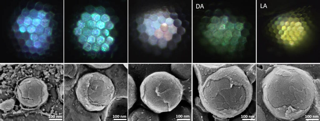 Photonic nanospheres help baby shellfish hide from predators