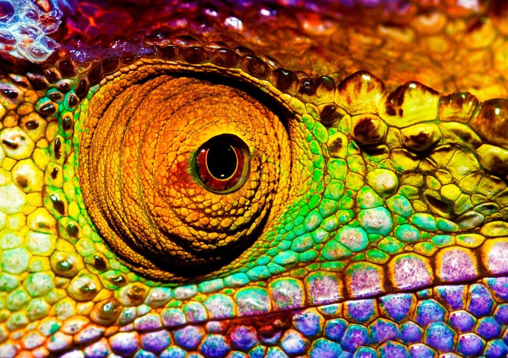 Nature’s Blueprint for Energy Efficiency: The Rise of Chameleon-Inspired Coatings