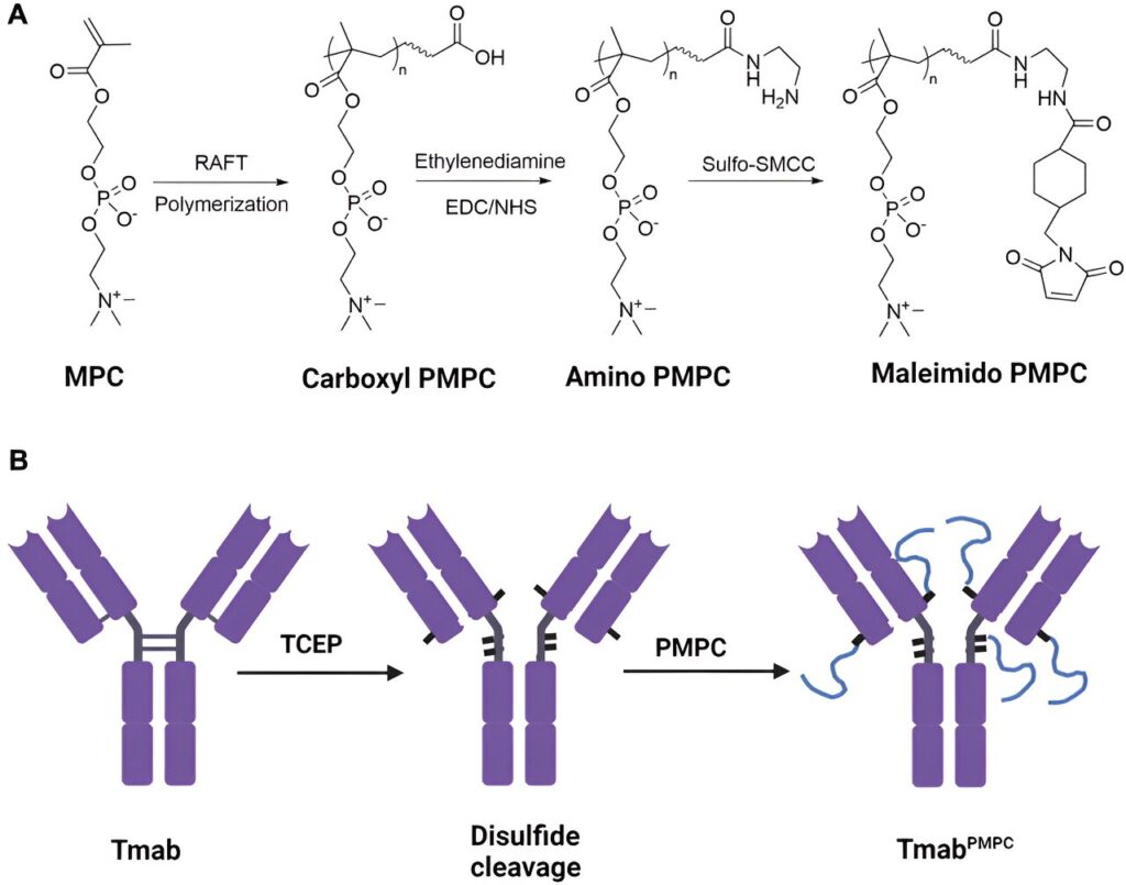 Enhanced brain delivery of antibodies heightens the potential to treat brain diseases