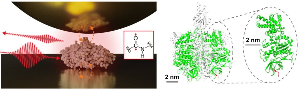 Research team reports observing vibrational spectra of a single protein with infrared nanospectroscopy