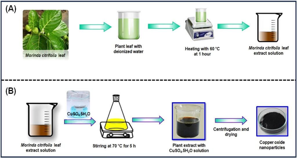 Scientists develop green method for producing bactericidal copper oxide nanoparticles from noni plant