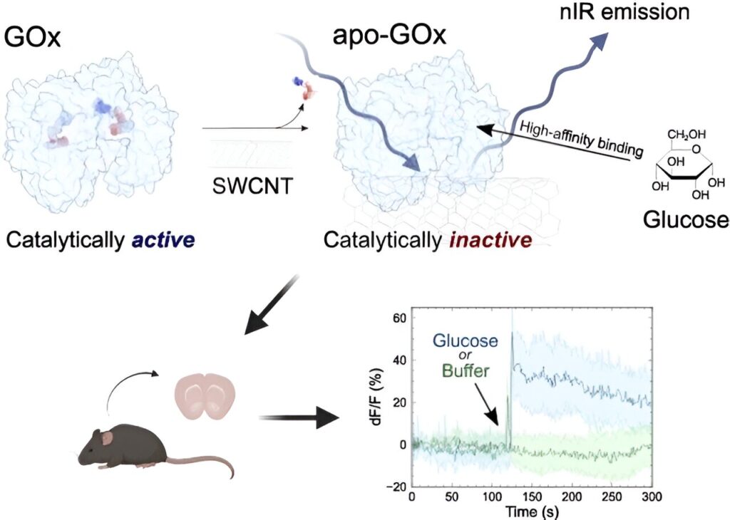 Tissue-integrated sensitive glucose nanosenor uses inactive glucose oxidase enzyme for continuous monitoring