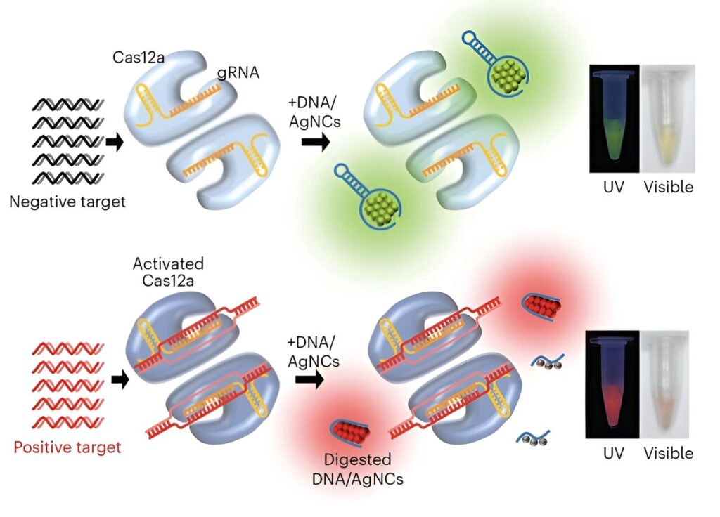 Researchers develop economical tool to facilitate identification of disease-causing pathogens