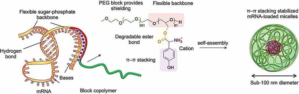 Stabilizing mRNA vaccines for delivery to cells