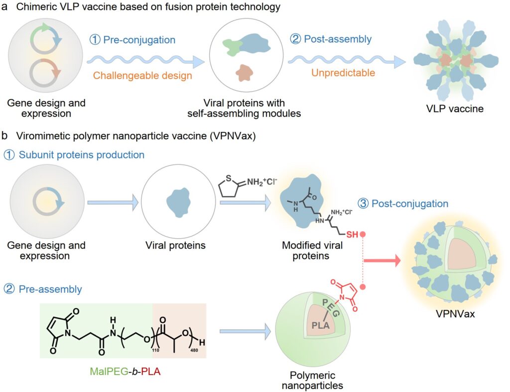 Crafting enhanced viral structure in vaccines through polymer restructuring