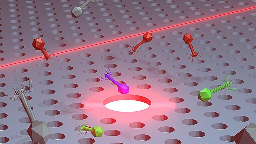 Nanotweezers manipulate bacteriophages with minimal optical power, a breakthrough for phage therapy