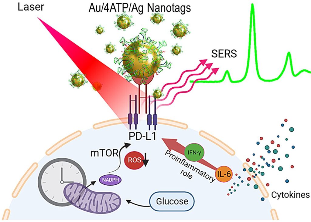 New nanoprobes developed to monitor programmed cell death–related bioprocesses