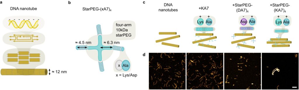 Research team develops important building block for artificial cells