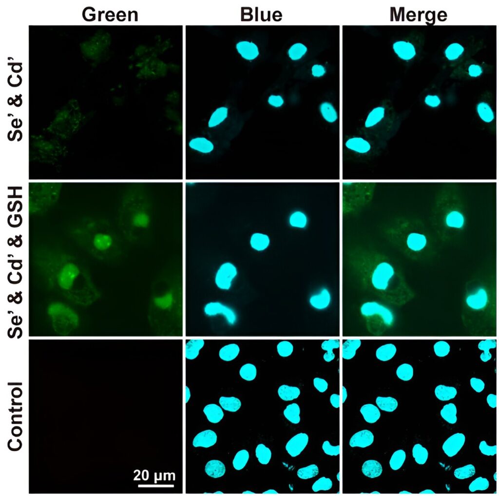 How to grow inorganic functional nanomaterials—quantum dots—in the nucleus of live cells