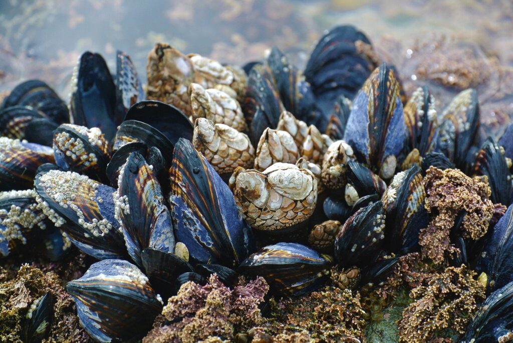 Ocean environment safety of nanocellulose investigated in study of mussels