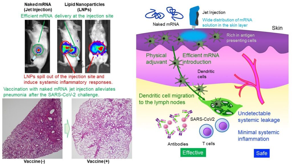 Must mRNA be cloaked in a lipid coat to serve as a vaccine?