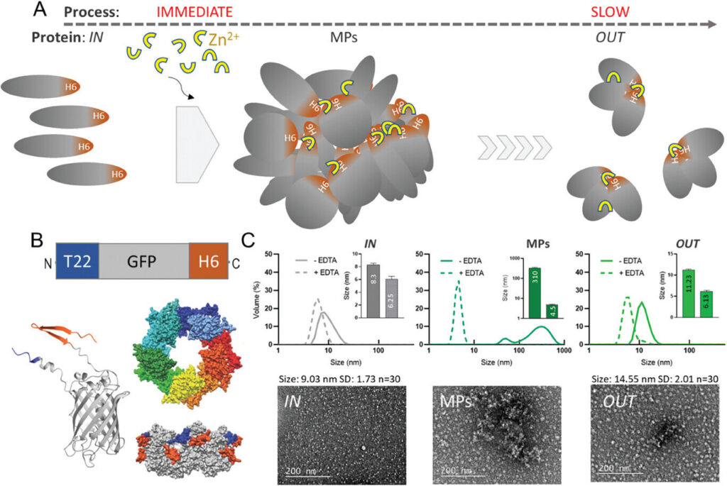 New micromaterial releases nanoparticles that selectively destroy cancer cells