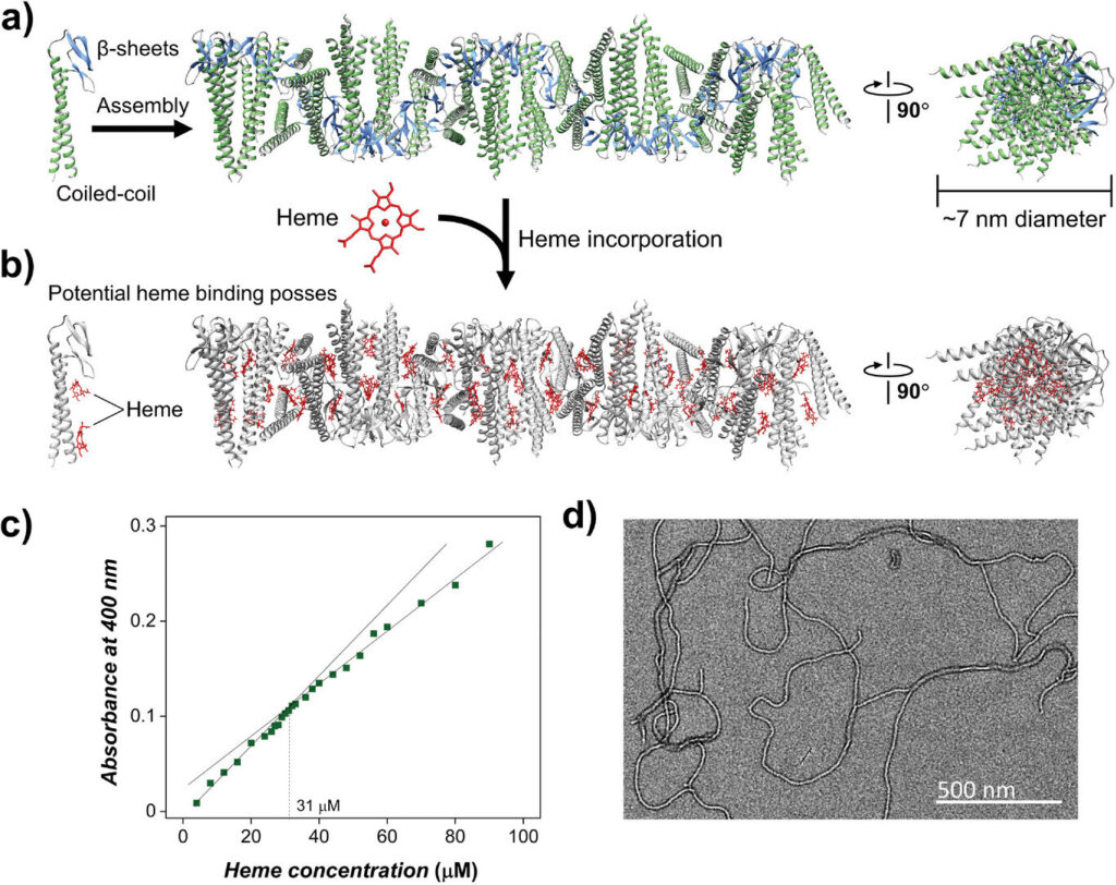 Bacteria ‘nanowires’ could help develop green electronics