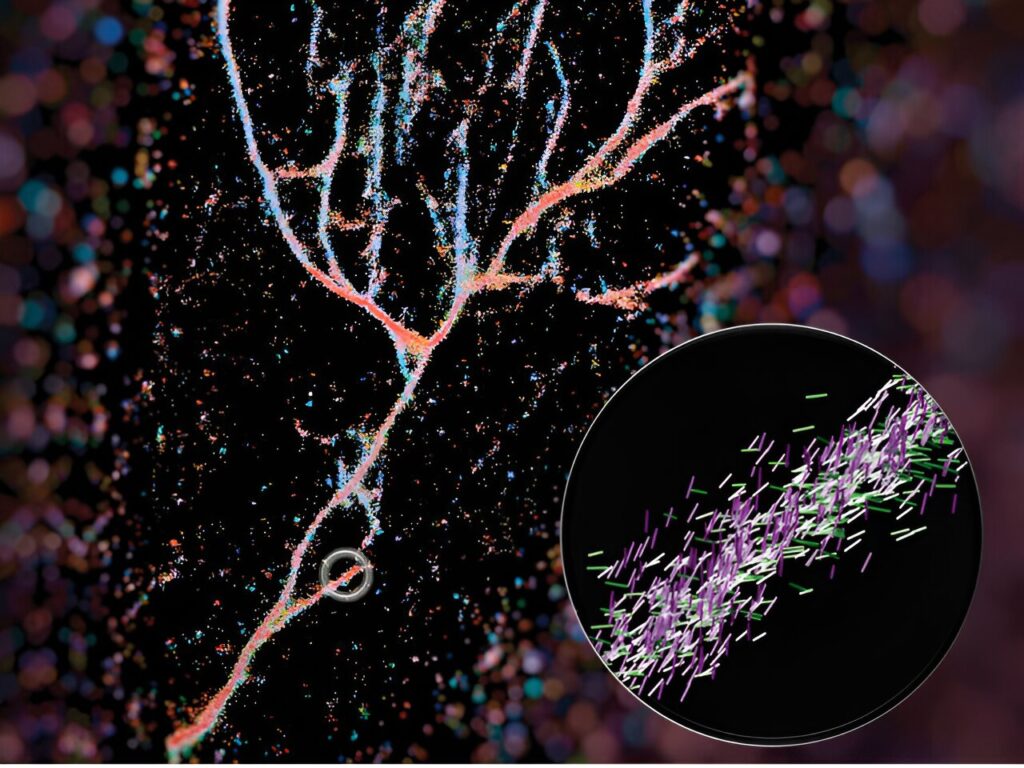 Imaging technique shows new details of peptide structures