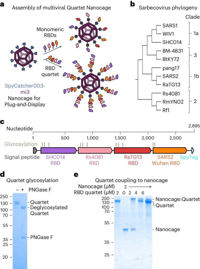 ‘Quartet Nanocage’ vaccine found effective against coronaviruses that haven’t even emerged yet