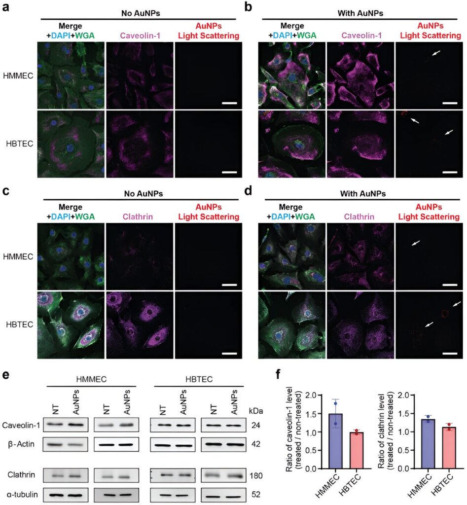 Study reveals promising development in cancer-fighting nanotechnologies