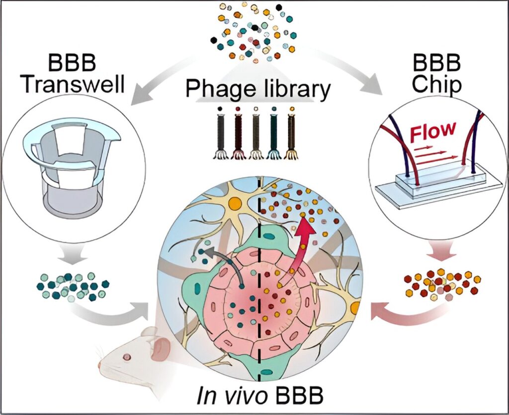 Organ-on-a-chip mimics blood-brain barrier for better drug delivery