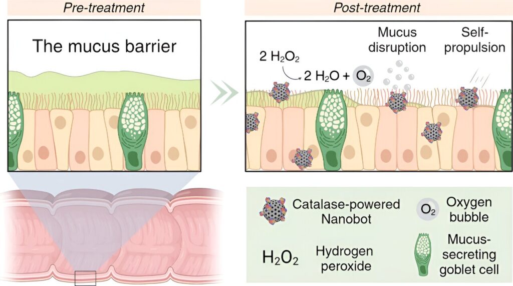 Enzyme-powered ‘snot bots’ help deliver drugs in sticky situations