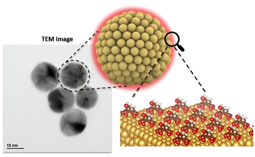 Study shows how organic molecules impact gold nanoparticles’ electrochemical properties