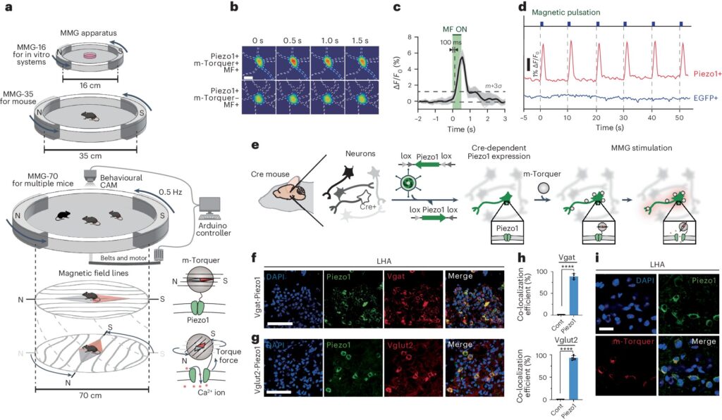 Nanomedicine researchers develop new technology to control neural circuits using magnetic fields