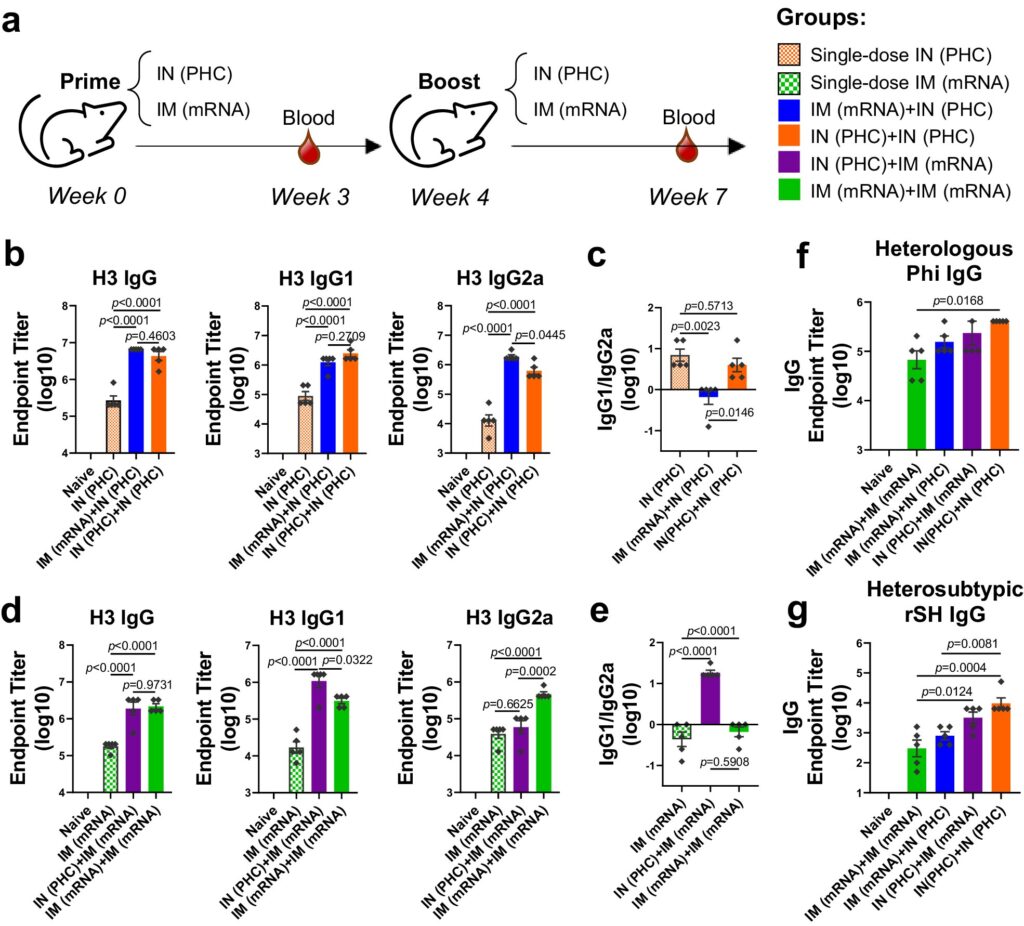 Nanoparticle vaccines enhance cross-protection against influenza viruses