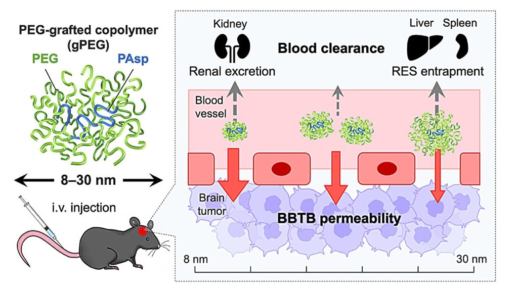 Team uses ‘nanoruler’ to determine threshold for tissue permeability of brain tumors