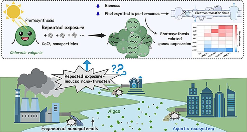 A double-edged sword for aquatic algal life