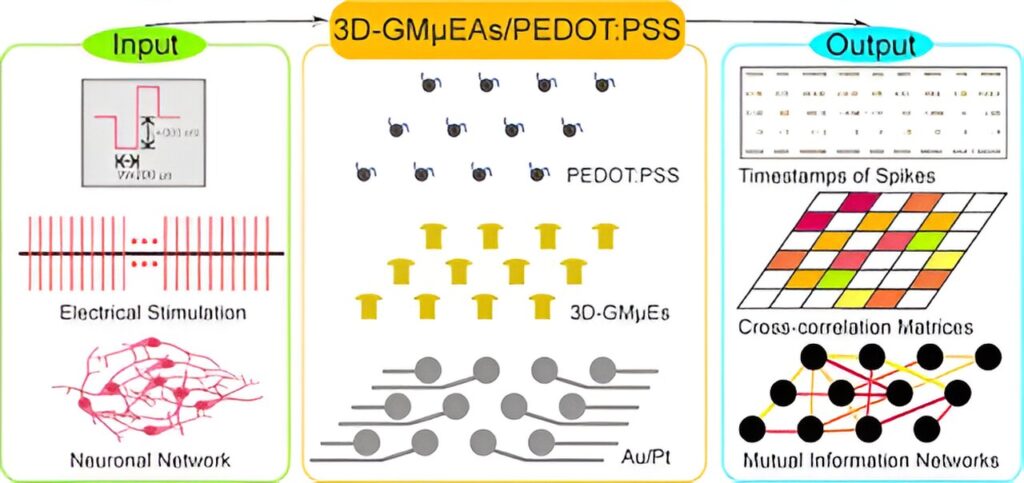 Innovative 3D gold microelectrode arrays enhance understanding of neuronal network communication