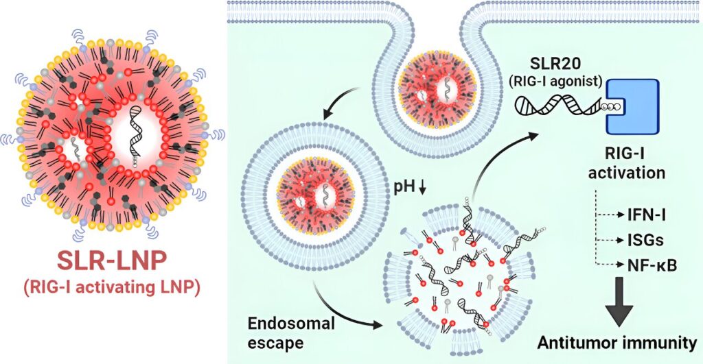 New nanoparticles boost immune system in mice to fight melanoma and breast cancer