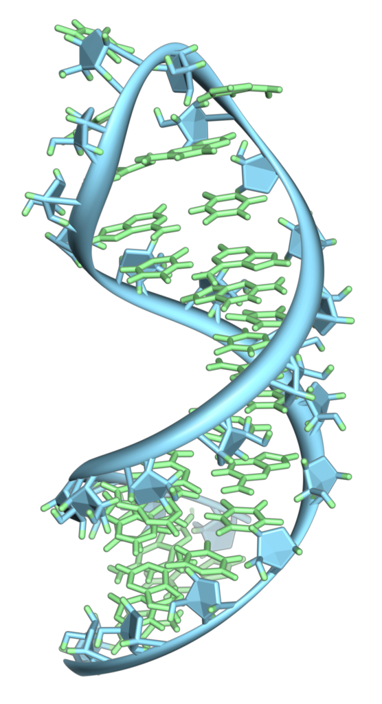 Lipid nanoparticle mRNA therapy improves survival in mouse models of maple syrup urine disease