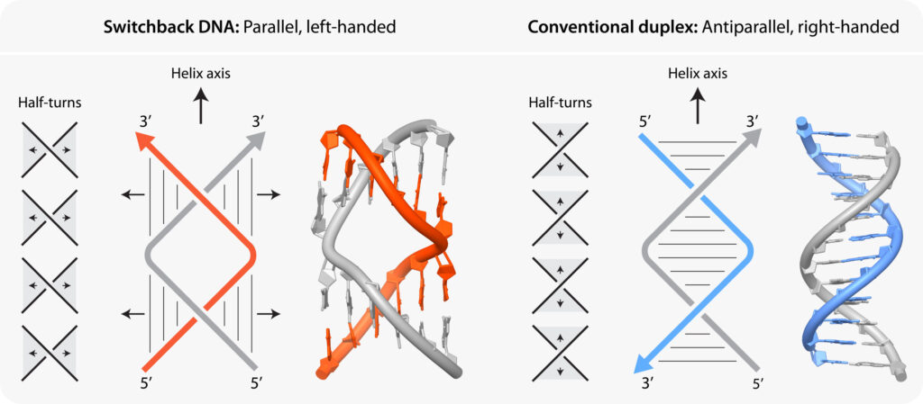 A Q&A on designing DNA nanostructures for biomedical applications