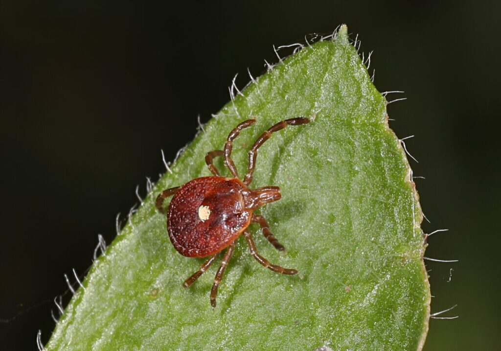 Tick-borne red meat allergy prevented in mice through new nanoparticle treatment