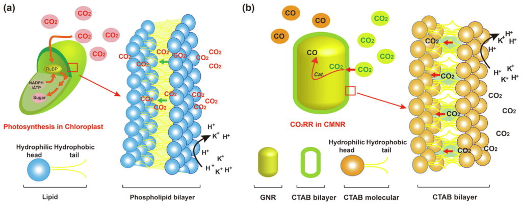 A chloroplast-mimicking nanoreactor for enhanced CO₂ electrocatalysis