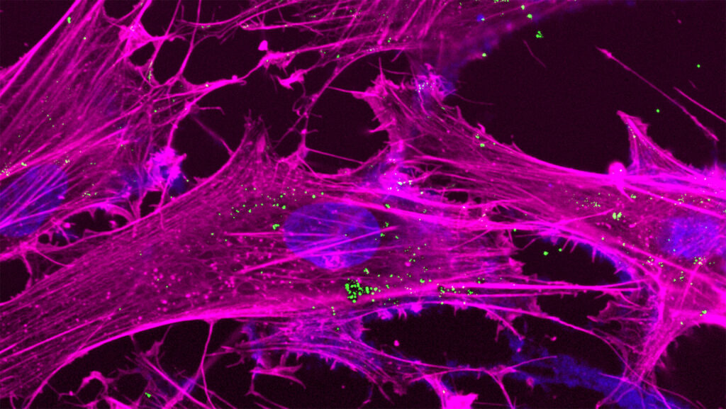 Recharging mitochondria—nanoflowers offer a new way to simulate energy production to improve aging ailments