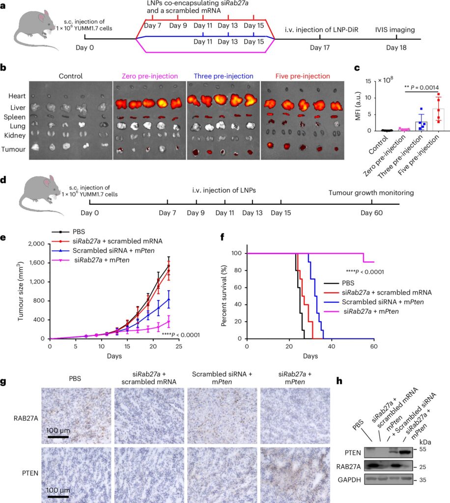 Team identifies a ‘forcefield-like’ defense system in solid tumors and the genetic elements that can switch it off