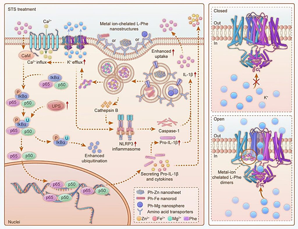 Using metal ion-linked nanostructures to improve immune response and boost breast tumor treatment