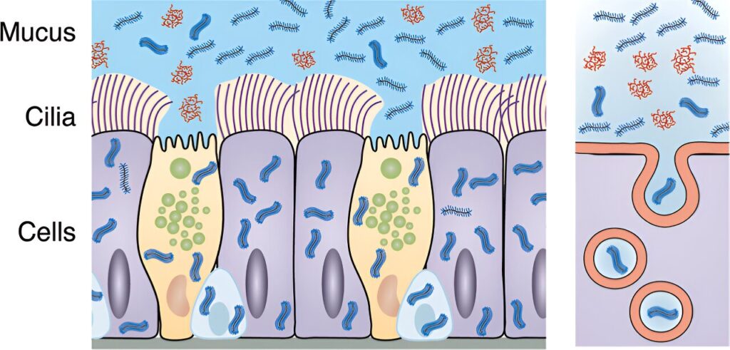 Engineers design lookalike drug nanocarrier to evade lung’s lines of defense