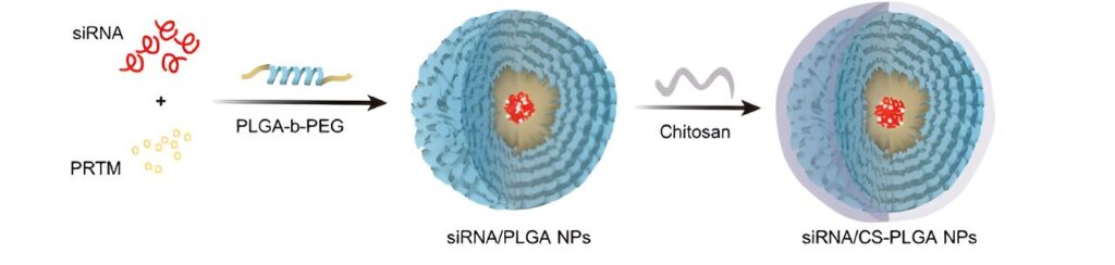 Novel nanoparticle therapy targets fat absorption to combat obesity