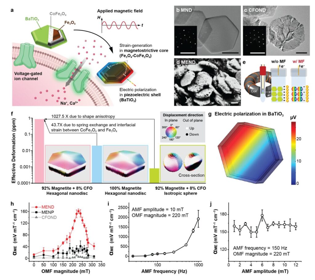 Magnetoelectric nanodiscs offer remote brain stimulation without implants or genetic modification