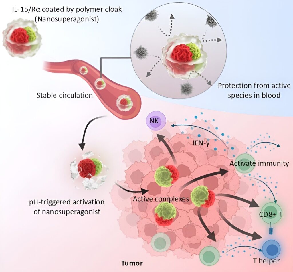 Polymeric cloak stabilizes cytokine complex to generate tumor-targeted nanosuperagonist