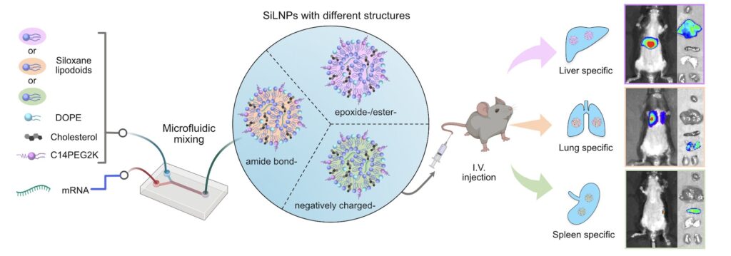 Siloxane-enhanced nanoparticles unlock precise organ targeting for mRNA therapy