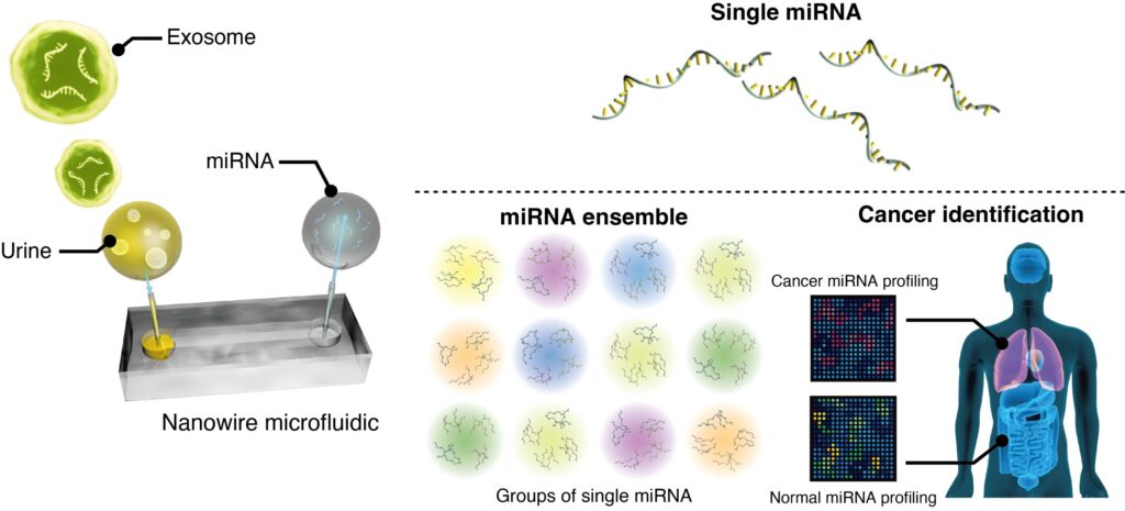 Nanowire-based capture of micro-ribonucleic acids