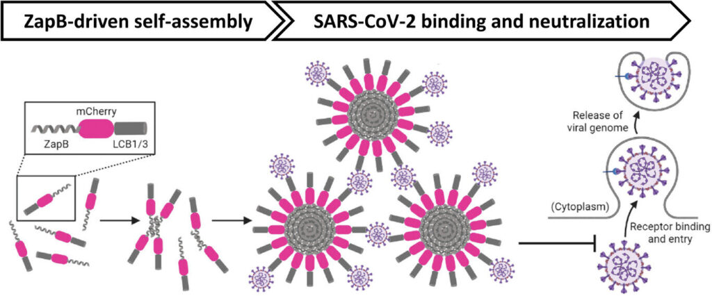 Novel nanoparticles can trap and neutralize large amounts of SARS-CoV-2