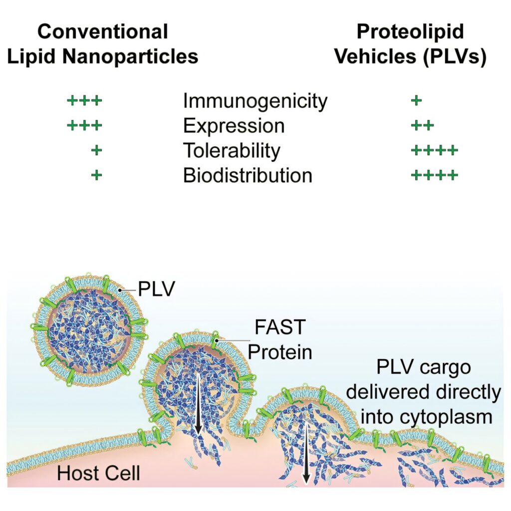 Drug delivery system overcomes circulatory roadblock that prevents gene therapies from reaching their targets