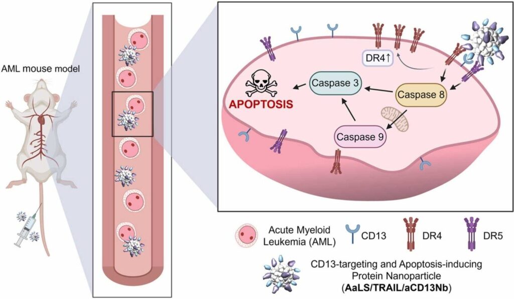 Nanoparticle technology demonstrates selective destruction of leukemia cancer cells