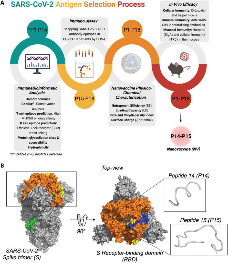 Novel nano-vaccine administered as nasal spray found to be effective against all major COVID-19 variants