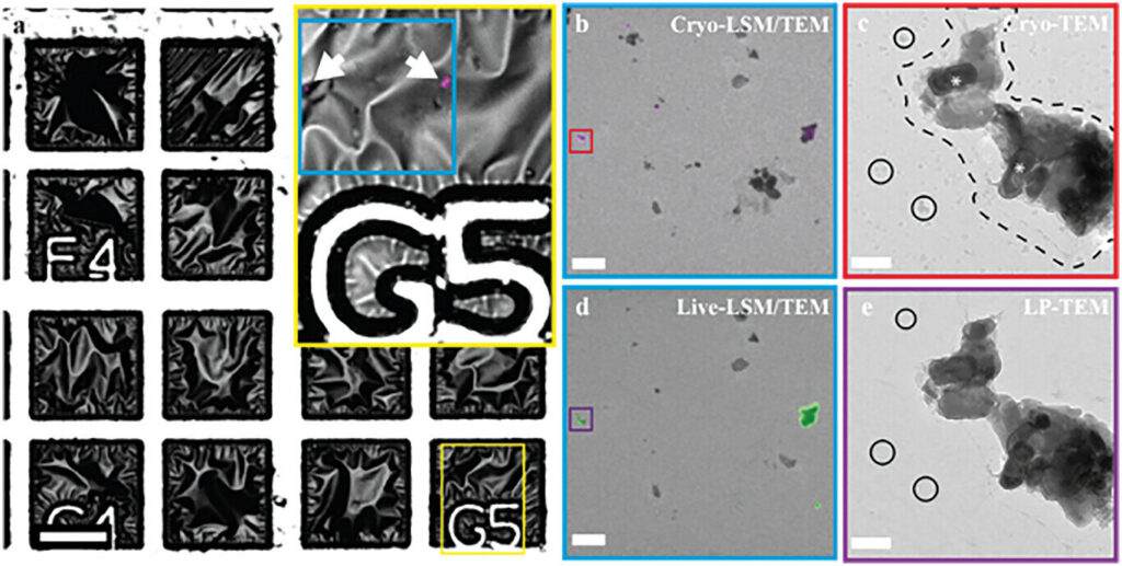 New microscope shows live imaging of nanoscale biological process for the first time