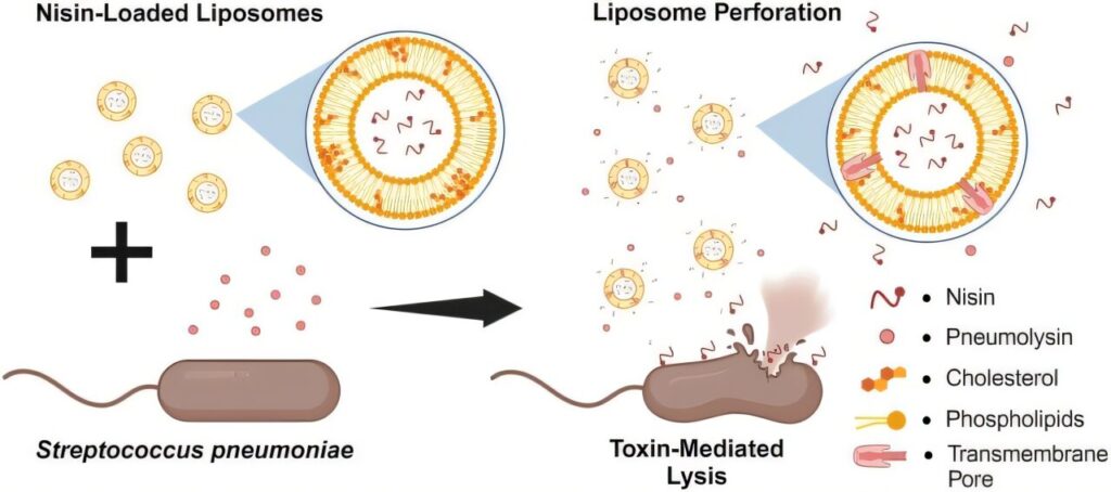 Nanomedicine advances deliver precise antibiotic doses to fight infections and drug resistance