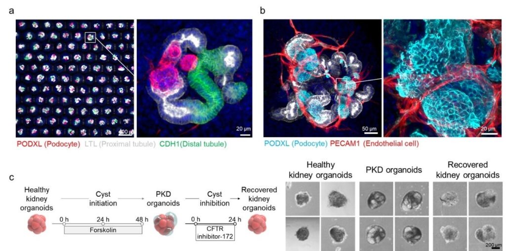 Innovative platform utilizes 3D engineered nanofiber membrane